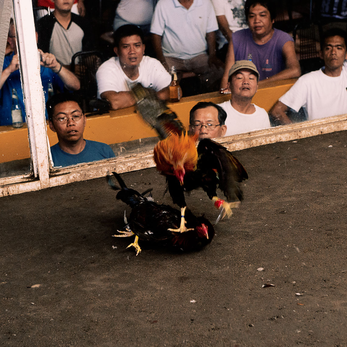 Sabong_334.jpg